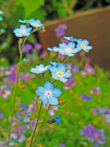forget-me-not-nice